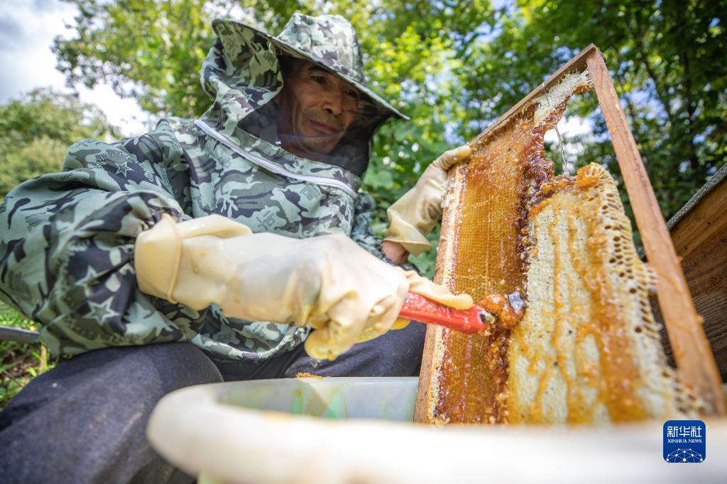 正规网络扎金花